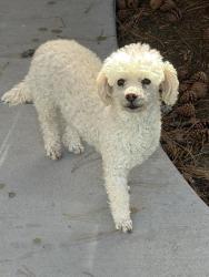 Reunited Male Dog last seen Rangewood and Woodland Hills Drive, Colorado Springs, CO 80923