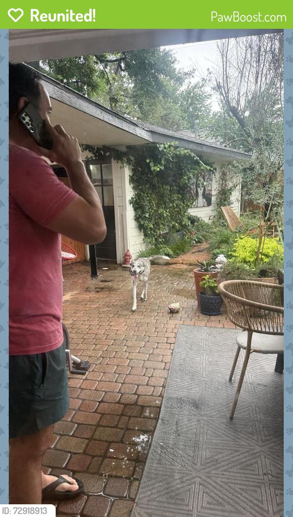 Reunited Female Dog last seen Seagler and Westheimer rd , Houston, TX 77042