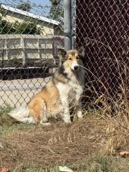 Found/Stray Female Dog last seen Bloomfield Park, Lakewood, CA 90715