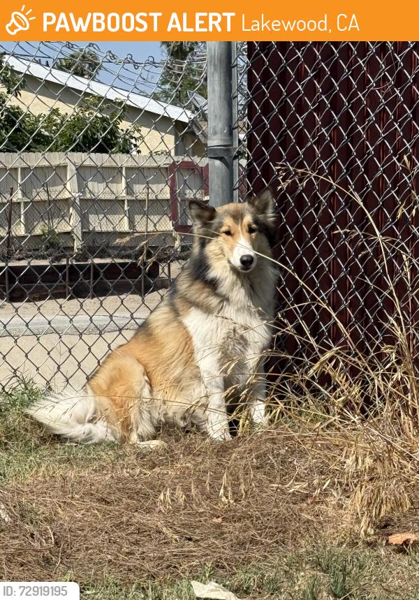 Found/Stray Female Dog last seen Bloomfield Park, Lakewood, CA 90715
