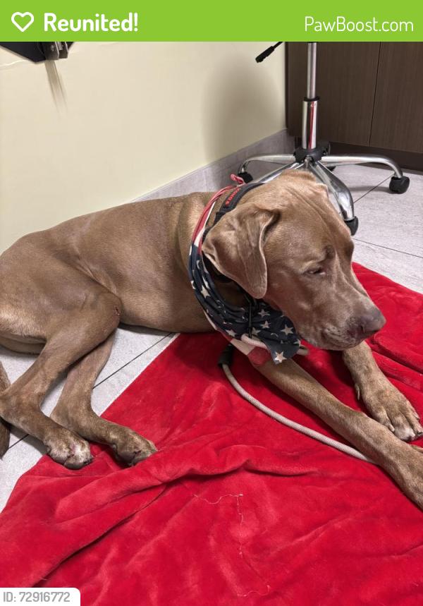Reunited Male Dog last seen Near Walmart, Antioch, CA 94531