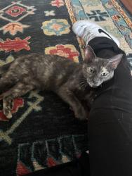 Found/Stray Female Cat last seen Plum creek neighborhood, Kyle, TX 78640