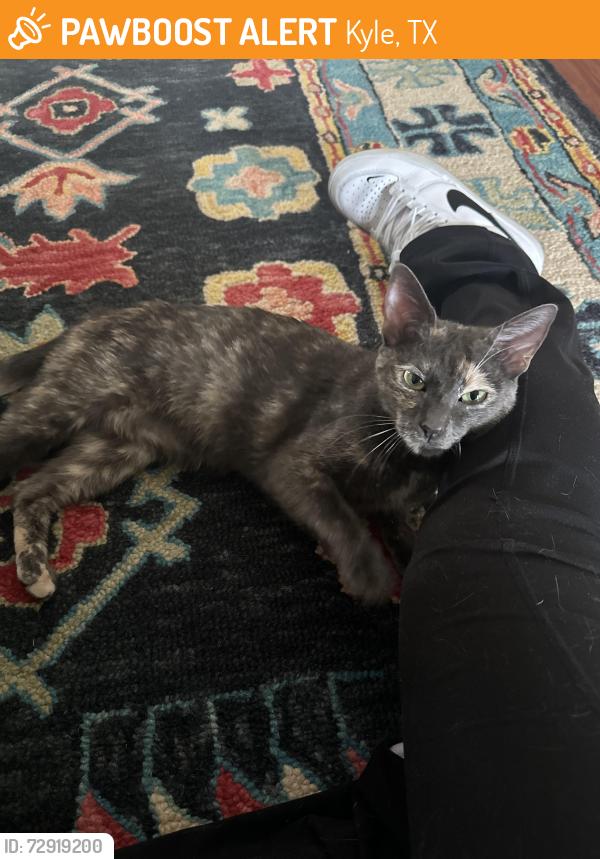 Found/Stray Female Cat last seen Plum creek neighborhood, Kyle, TX 78640