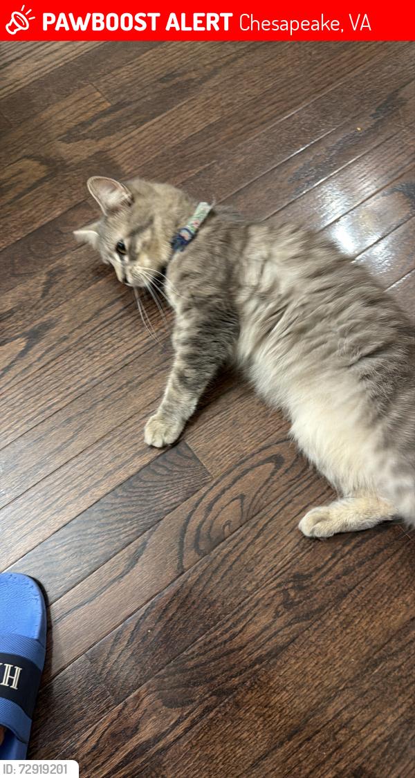 Lost Female Cat last seen Hemple st , Chesapeake, VA 23324