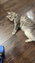 Lost Female Cat last seen Hemple st , Chesapeake, VA 23324