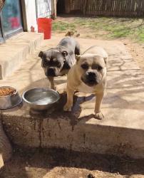 Reunited Male Dog last seen 82nd and University , Lubbock, TX 79423
