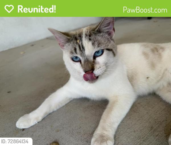 Reunited Male Cat last seen 2nd and Los Ranchos, Albuquerque, NM 87107