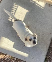 Reunited Male Dog last seen N Cimarron Rd & W Vegas Dr, Las Vegas, NV 89128, USA, Las Vegas, NV 89128