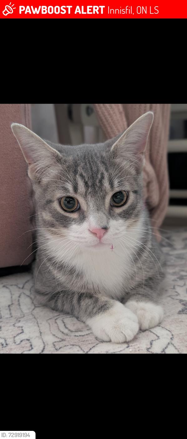 Lost Male Cat last seen Lawrence Ave, Innisfil, ON L9S
