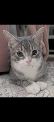 Lost Male Cat last seen Lawrence Ave, Innisfil, ON L9S