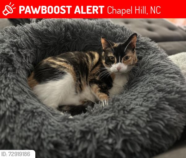 Lost Female Cat last seen Jack Bennett Road and Highway 15 501, Chapel Hill, NC 27517
