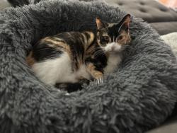 Lost Female Cat last seen Jack Bennett Road and Highway 15 501, Chapel Hill, NC 27517