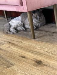 Found/Stray Male Cat last seen Baker road, Stuart, FL 34994
