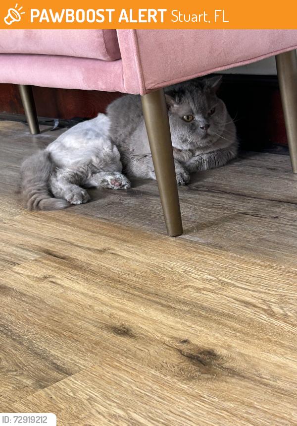 Found/Stray Male Cat last seen Baker road, Stuart, FL 34994
