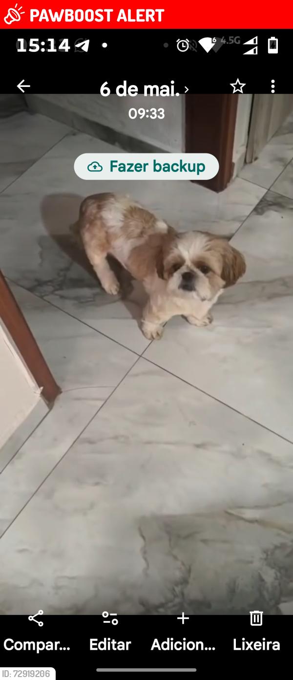 Lost Female Dog last seen UPA.denadai, Jardim Denadai (Nova Veneza), SP 13181-370