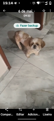 Lost Female Dog last seen UPA.denadai, Jardim Denadai (Nova Veneza), SP 13181-370