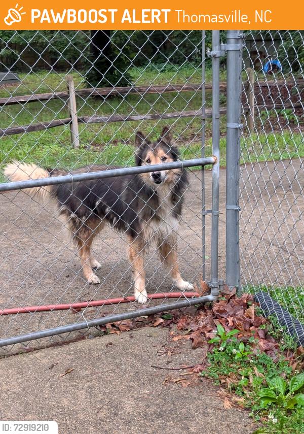Found/Stray Unknown Dog last seen Lake Road, Thomasville, NC 27360