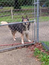 Found/Stray Unknown Dog last seen Lake Road, Thomasville, NC 27360