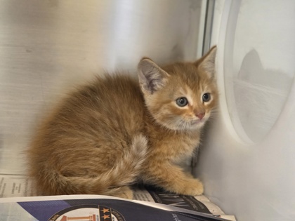 Shelter Stray Male Cat last seen Near Derby, 75149, TX, Mesquite, TX 75149