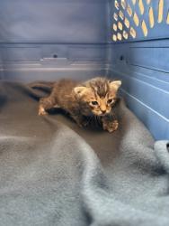 Shelter Stray Female Cat last seen Pioneer By Service Center, 75149, TX, Mesquite, TX 75149