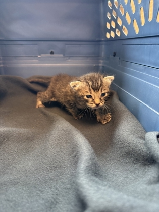 Shelter Stray Female Cat last seen Pioneer By Service Center, 75149, TX, Mesquite, TX 75149
