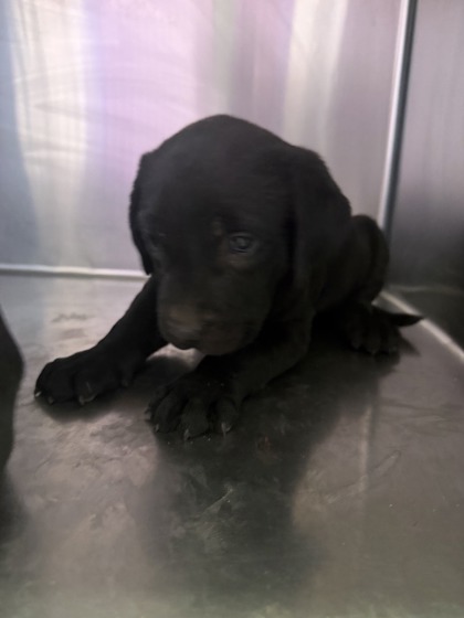 Shelter Stray Female Dog last seen Near MONTANA AVE, EL PASO, TX, 79938, COUNTY of El Paso, TX, Fort Bliss, TX 79906