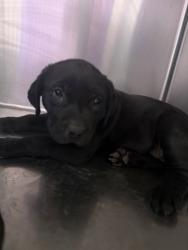 Shelter Stray Female Dog last seen Near MONTANA AVE, EL PASO, TX, 79938, COUNTY of El Paso, TX, Fort Bliss, TX 79906