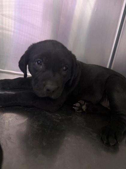 Shelter Stray Female Dog last seen Near MONTANA AVE, EL PASO, TX, 79938, COUNTY of El Paso, TX, Fort Bliss, TX 79906