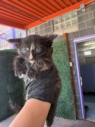 Shelter Stray Unknown Cat last seen El Paso, TX 79905, Fort Bliss, TX 79906