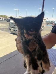 Shelter Stray Unknown Cat last seen El Paso, TX 79905, Fort Bliss, TX 79906