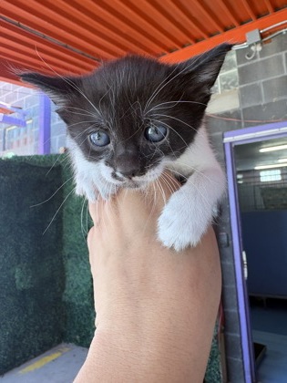 Shelter Stray Unknown Cat last seen El Paso, TX 79905, Fort Bliss, TX 79906