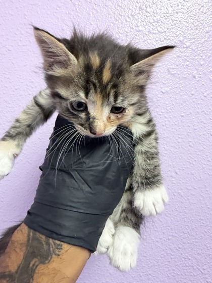 Shelter Stray Female Cat last seen Near S MESA ST 79901, CITY of El Paso, TX, Fort Bliss, TX 79906