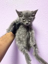 Shelter Stray Female Cat last seen Near S MESA ST 79901, CITY of El Paso, TX, Fort Bliss, TX 79906