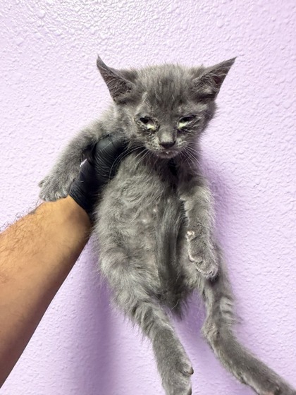 Shelter Stray Female Cat last seen Near S MESA ST 79901, CITY of El Paso, TX, Fort Bliss, TX 79906
