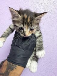 Shelter Stray Female Cat last seen Near S MESA ST 79901, CITY of El Paso, TX, Fort Bliss, TX 79906