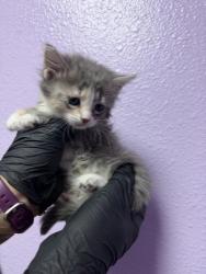 Shelter Stray Female Cat last seen Near S MESA ST 79901, CITY of El Paso, TX, Fort Bliss, TX 79906