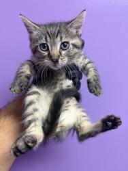 Shelter Stray Female Cat last seen Near S MESA ST 79901, CITY of El Paso, TX, Fort Bliss, TX 79906