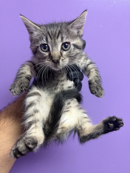 Shelter Stray Female Cat last seen Near S MESA ST 79901, CITY of El Paso, TX, Fort Bliss, TX 79906