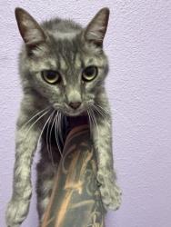 Shelter Stray Female Cat last seen Near S MESA ST 79901, CITY of El Paso, TX, Fort Bliss, TX 79906