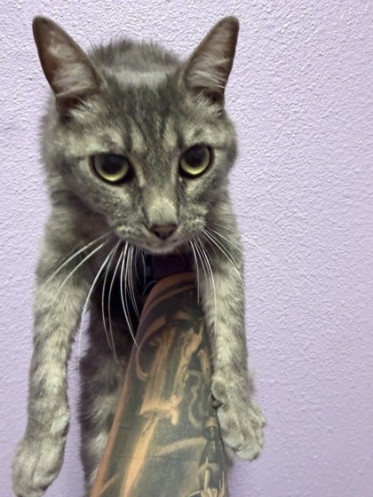 Shelter Stray Female Cat last seen Near S MESA ST 79901, CITY of El Paso, TX, Fort Bliss, TX 79906