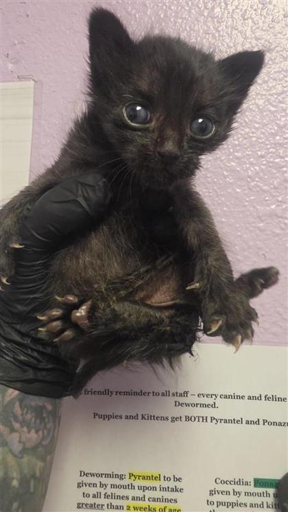 Shelter Stray Unknown Cat last seen El Paso, TX 79925, Fort Bliss, TX 79906