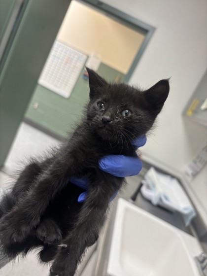Shelter Stray Female Cat last seen , CA , Oakland, CA 94601