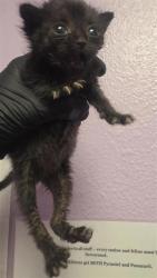 Shelter Stray Unknown Cat last seen El Paso, TX 79925, Fort Bliss, TX 79906