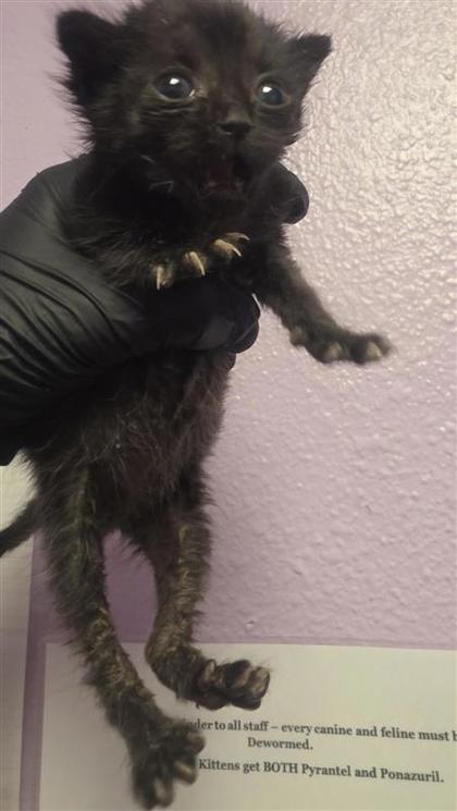 Shelter Stray Unknown Cat last seen El Paso, TX 79925, Fort Bliss, TX 79906