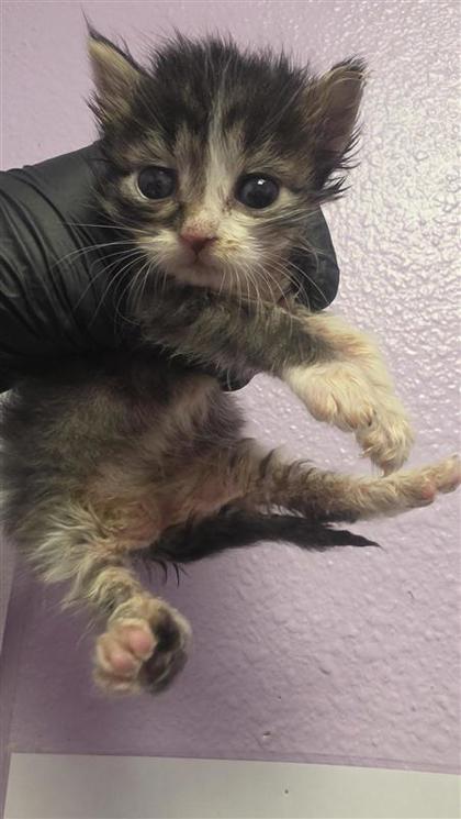 Shelter Stray Unknown Cat last seen El Paso, TX 79925, Fort Bliss, TX 79906