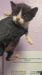 Shelter Stray Unknown Cat last seen El Paso, TX 79925, Fort Bliss, TX 79906