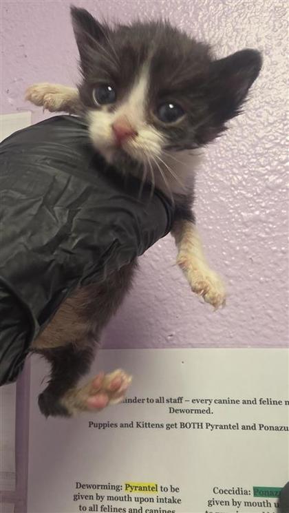 Shelter Stray Unknown Cat last seen El Paso, TX 79925, Fort Bliss, TX 79906