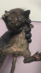 Shelter Stray Unknown Cat last seen El Paso, TX 79925, Fort Bliss, TX 79906