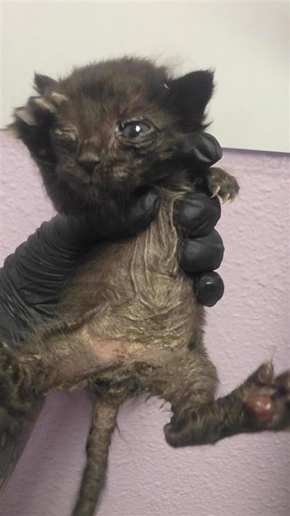 Shelter Stray Unknown Cat last seen El Paso, TX 79925, Fort Bliss, TX 79906