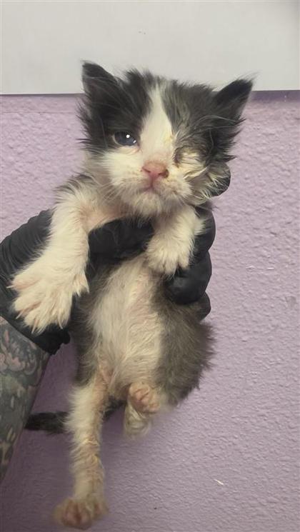 Shelter Stray Unknown Cat last seen El Paso, TX 79925, Fort Bliss, TX 79906